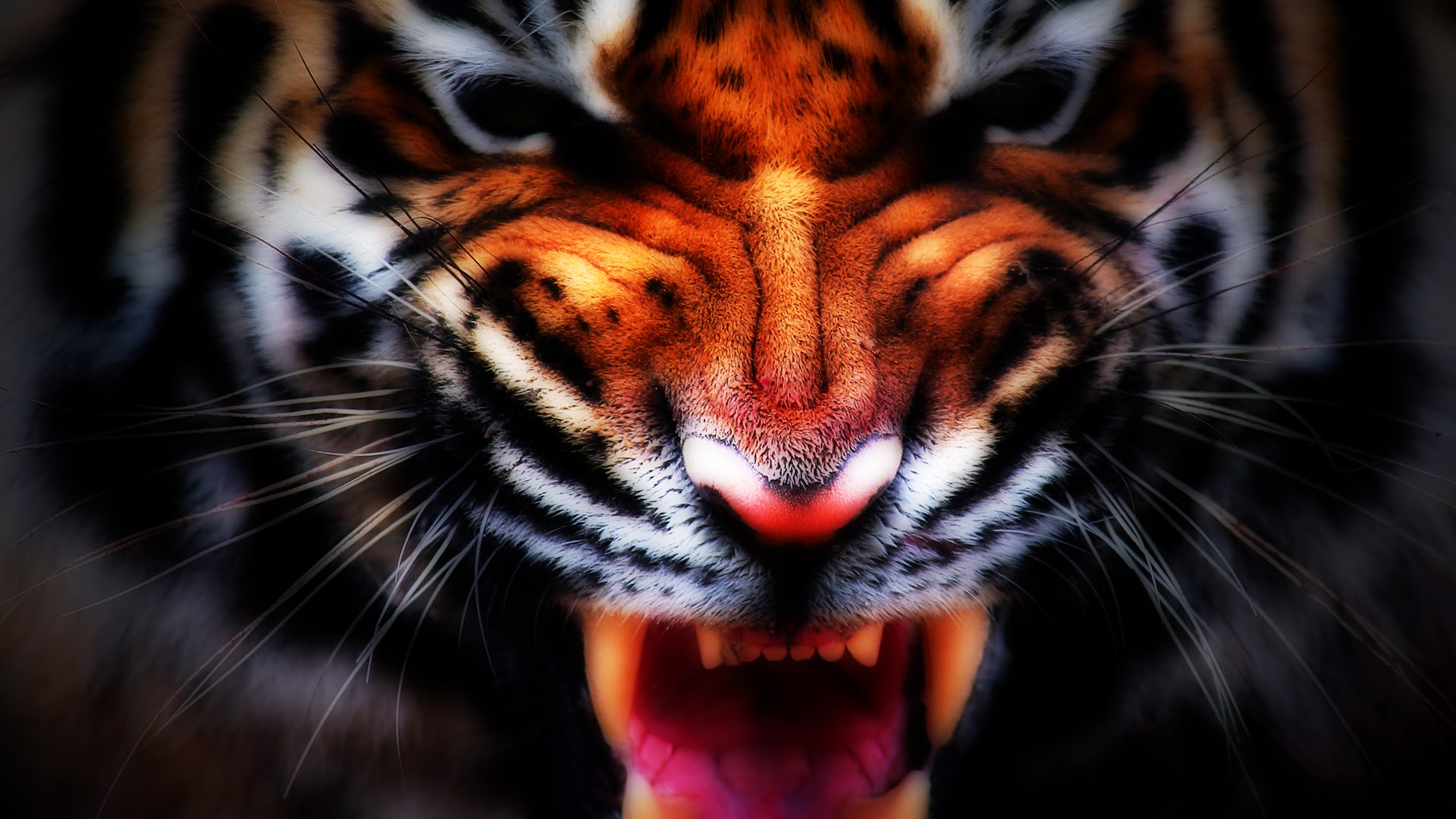 Tiger Face Desktop Wallpaper