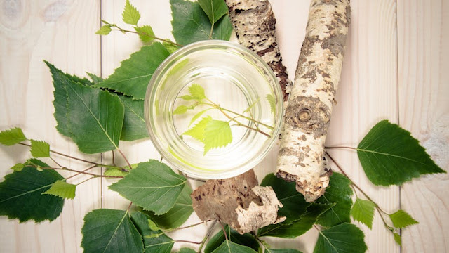 Spring detox: everything you need to know about the birch cure