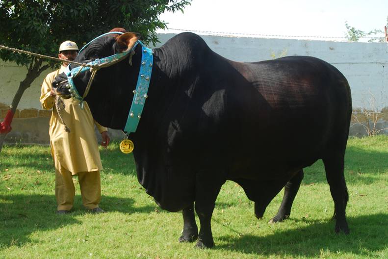 Eid-Ul-Adha( Qurbani Eid): Cow for Qurbani