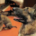 Seekor Anjing Selamatkan Pemiliknya yang Hendak Bunuh Diri Seekor Anjing Selamatkan Pemiliknya yang Hendak Bunuh Diri