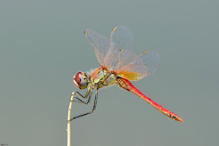 libelula-roja-migradora-sympetrum-fonscolombii-macho-