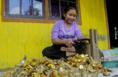 Harga Pinang Kering dan Kelapa Butiran di Riau Masih Stabil, Ini Harganya