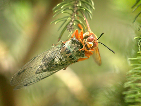 A female cicada killer wasp clutches a cicada.