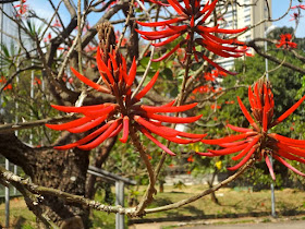 Eritrina-candelabro - Parque das Bicicletas