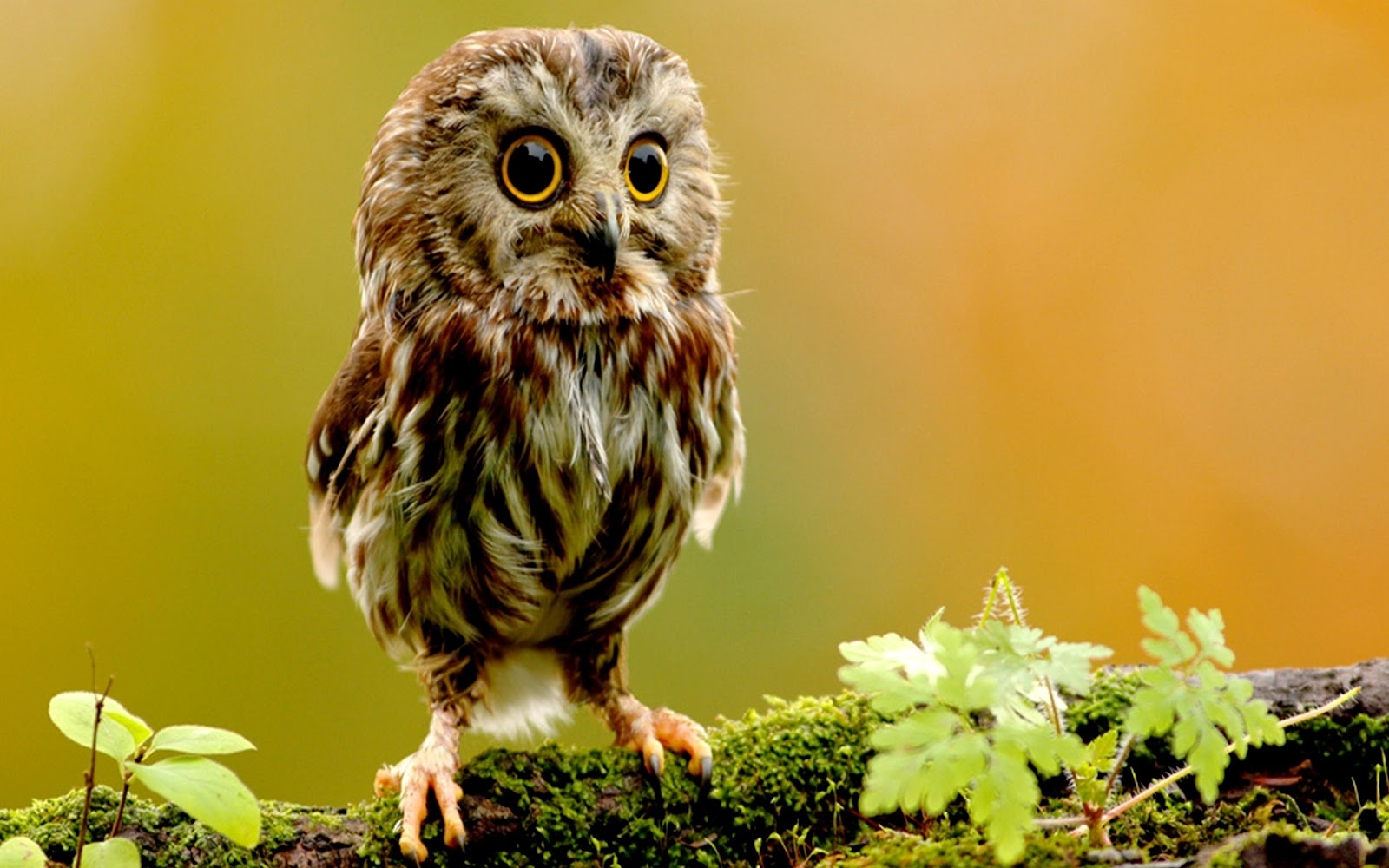 Beautiful Wallpapers: Owl Wallpaper