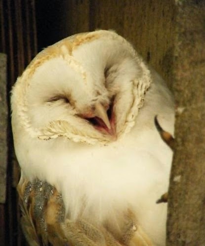 funny Laughing moment of white owl