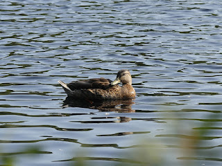 Canard noir - Anas rubripes