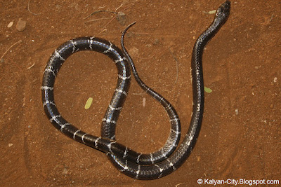 Common Indian Krait