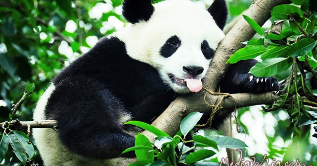 Kumpulan Gambar  Panda  yang Lucu dan Menggemaskan Mediavoria