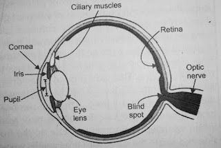 structure of eye