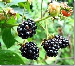 delicious-wild-blackberries