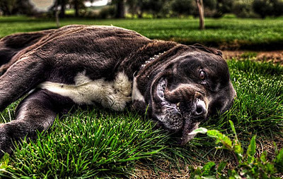 Stunning HDR Photo of  Animal Seen On www.coolpicturegallery.net