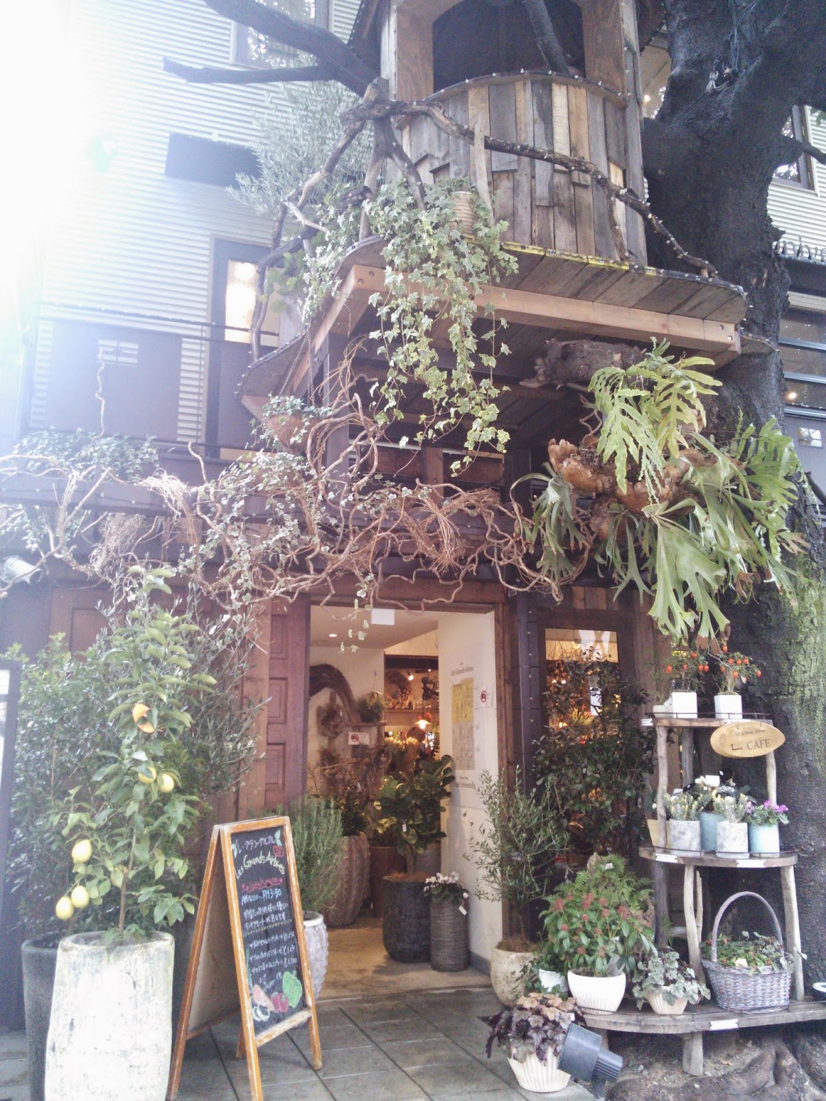 Ruban 白金通信 ツリーハウスのカフェ