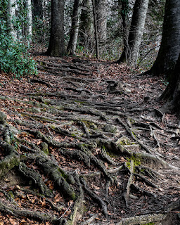 Wurzelgeflecht auf einem Waldweg.