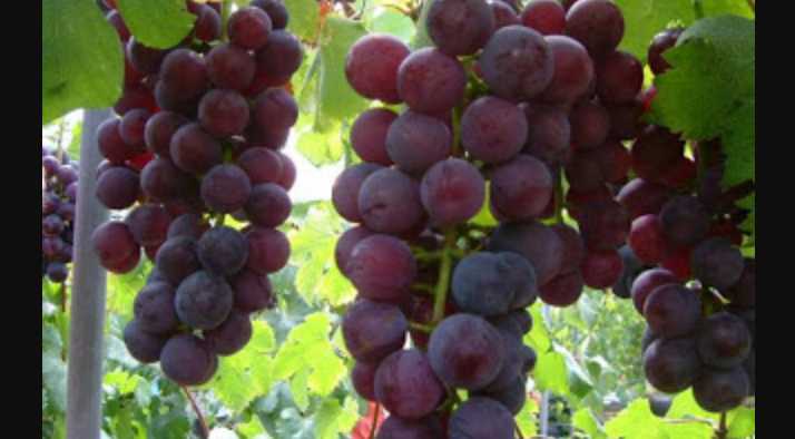 Cara  Menanam  Anggur  Agar Buah Lebat dan Sehat BENDEBESAH COM