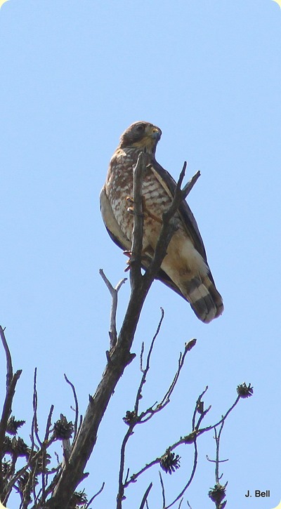 Boad-winged Hawk