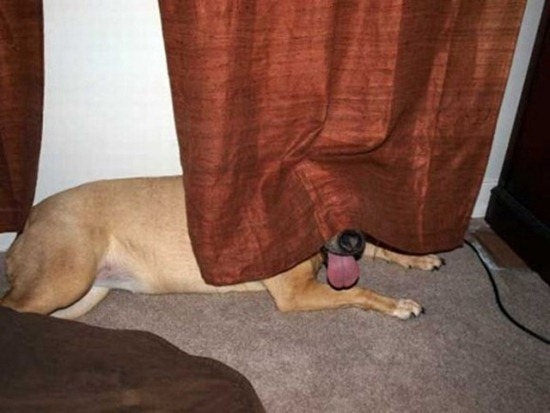 Animals-Playing-Hide-11