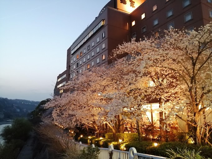 【宝塚夜桜巡り】宝塚ワシントンホテルの夜桜がとてもキレイです。