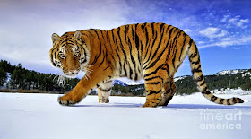 Siberian Tiger 