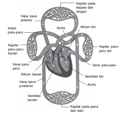 Peredaran darah