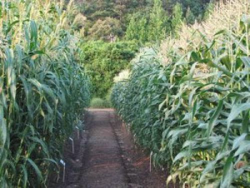 Ethanol Biofuel A Promising Local Project