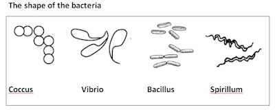 All About Science Cikgu Diana: Chapter 1 : Microorganism 