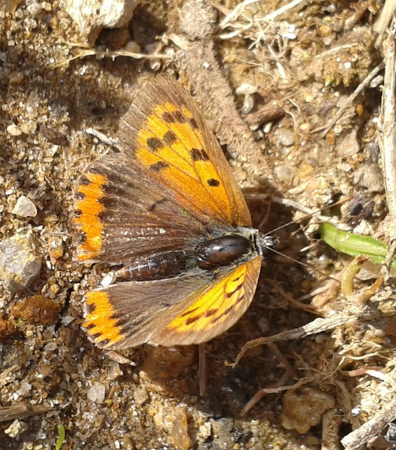 Lycaena phlaeas