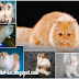 Jenis-Jenis Kucing Persia yang Imut dan Lucu