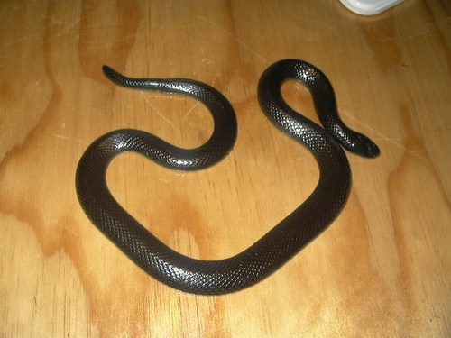 Natal Black snake