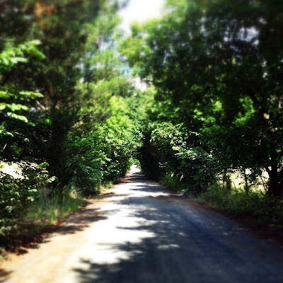 tree lined country lane in victoria australia travel adventure