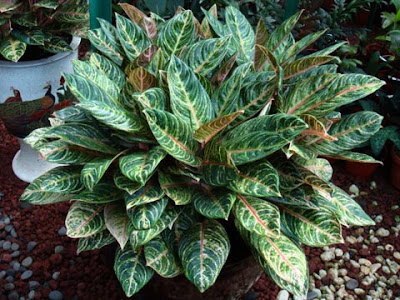 Aglaonema Madame Suroyo