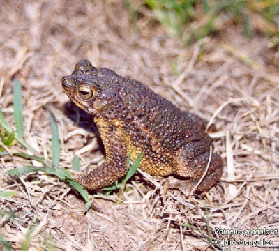 Sapo granuloso Rhinella granulosus