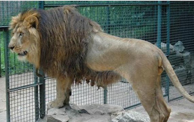 Spesies Singa Baru ditemukan di Kebun binatang di Ethiopia