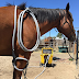 Terapia de campo electromagnético de pulsaciones (PEMF) para el
caballo