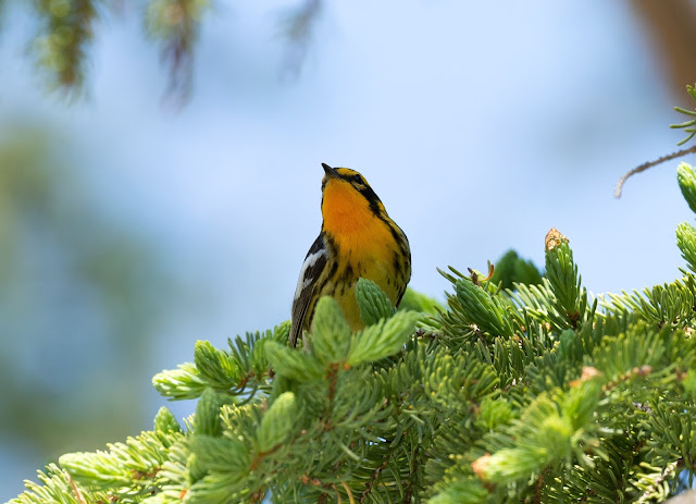 Blackburnian Warbler - Hulbert Bog, Michigan, USA