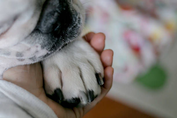 ¿Tu mascota murió? Estos Oxiconsejos harán más llevadero el dolor 