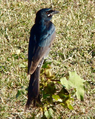 "Black Drongo, winter visitor, looking for insects in open field."
