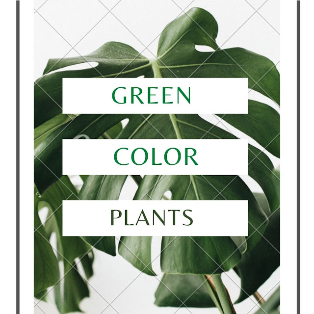 green-color-of-plant