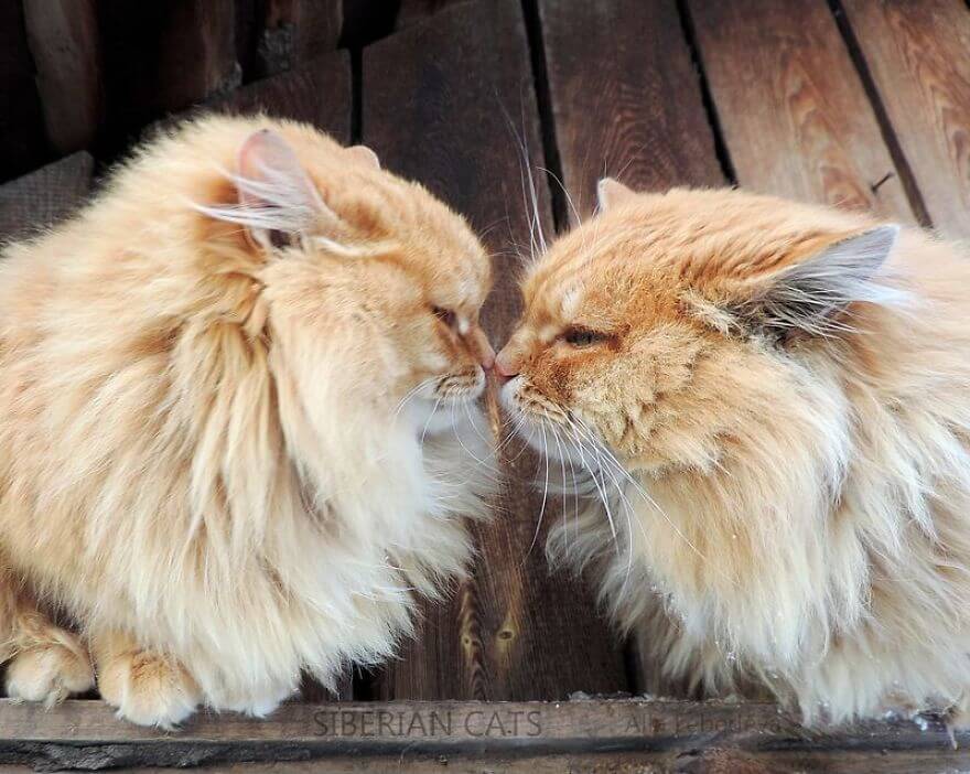 20 Incredible Pictures Of Glorious Siberian Farm Cats