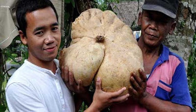 Bengkuang Terbesar Di Dunia