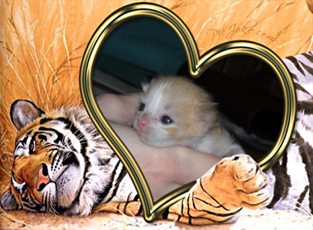 tiger, cat, kitty, funny, picture, heart,