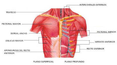 Resultado de imagen para musculos del torax