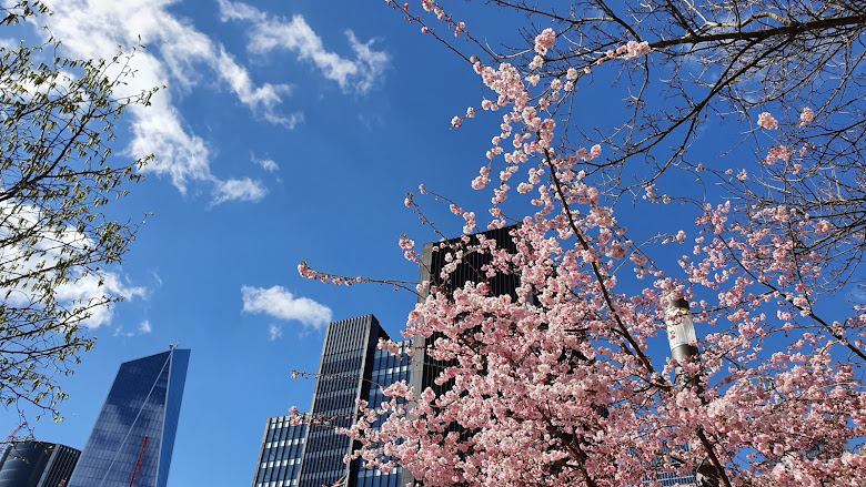 藍天、櫻花、與辦公大樓