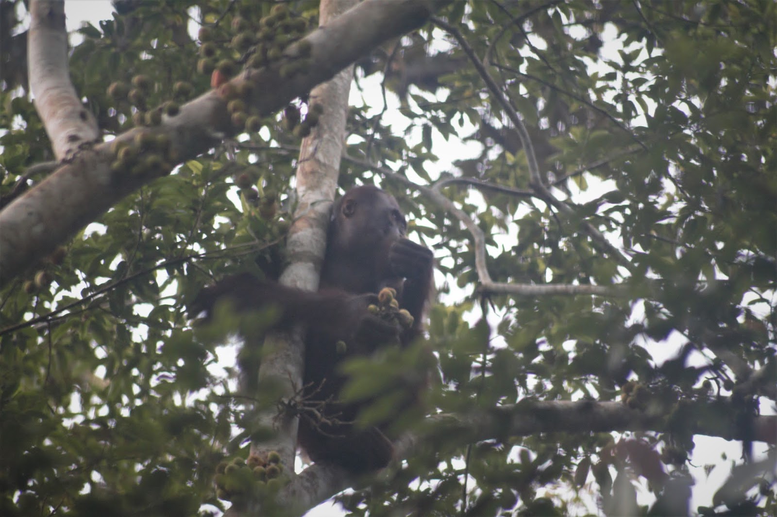 Taman Nasional Kutai Orang Utan Morio