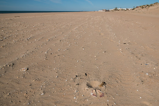 Nido de chorlitejo patiengro en la arena de la playa