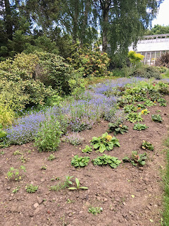 Plants in Saughton Gardens.