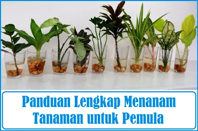 Panduan Lengkap Menanam Tanaman untuk Pemula