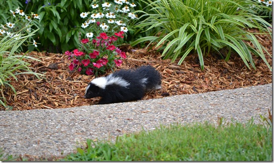 Party ~ Scones ~ Skunk 031