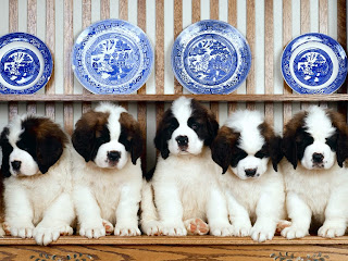 St. Bernard Wallpapers