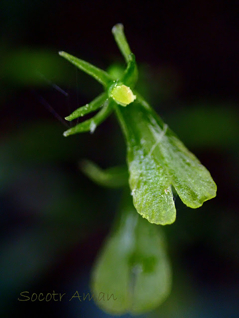 Neottia makinoana